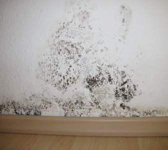 mold testing jacksonville fl