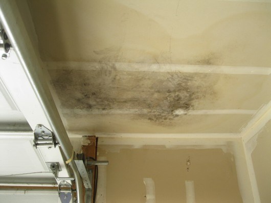 mold testing jacksonville fl