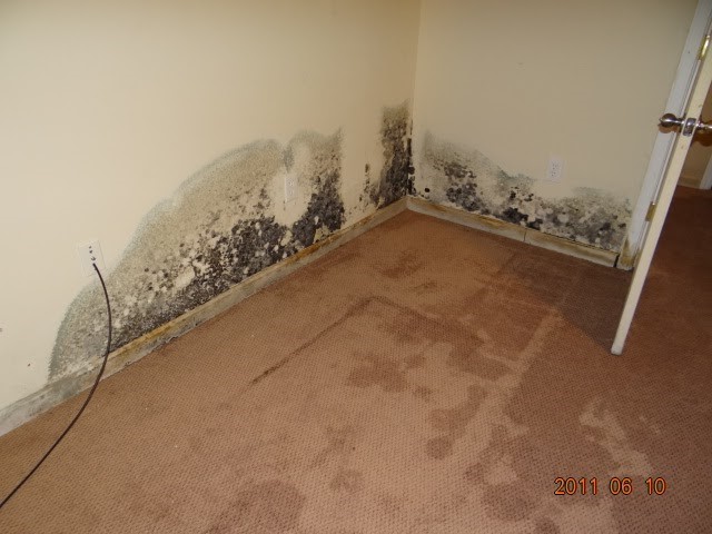 Can I Sue My Landlord for Black Mold in My Florida Rental?