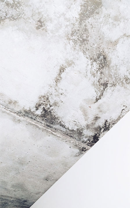 mold-causes mold inspection