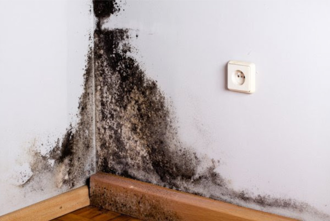 black mold inspection