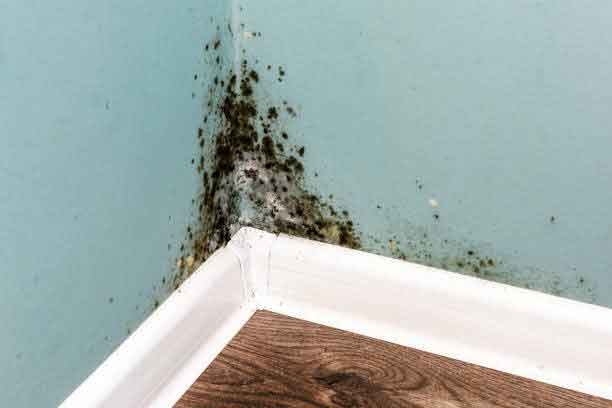 mold professional