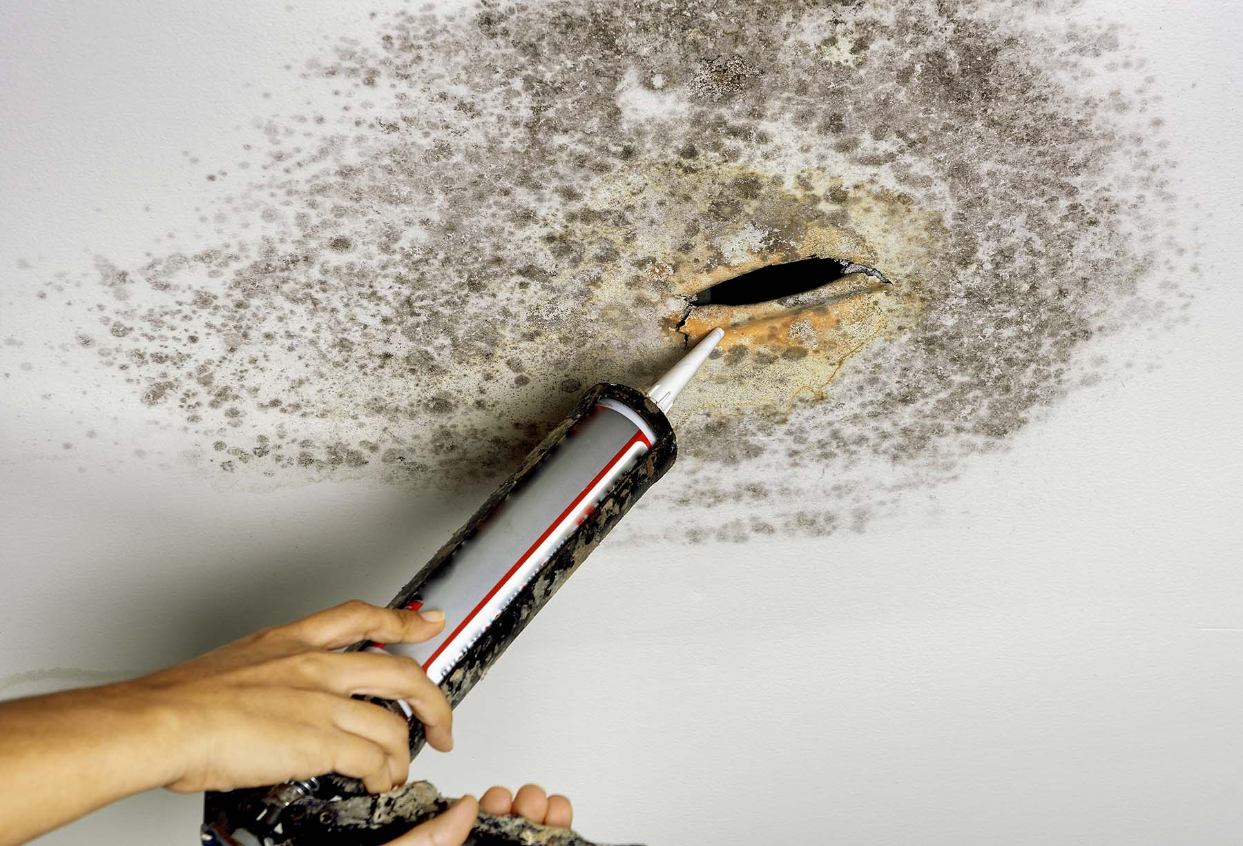 mold removal orange park