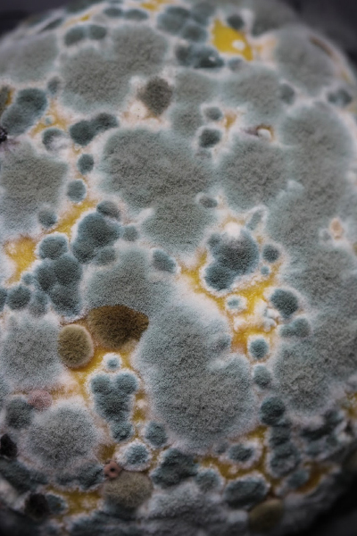 air quality testing for mold