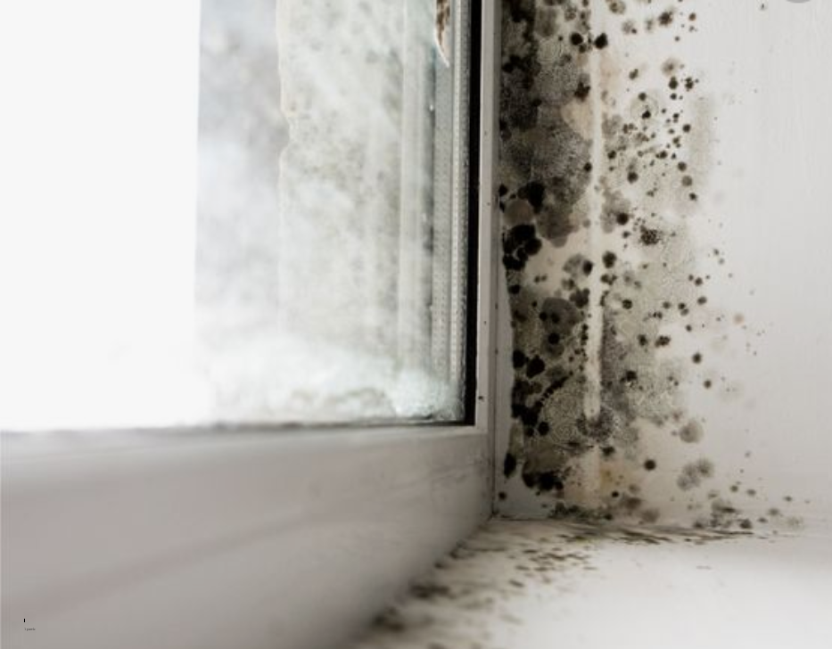 mold on windowsills