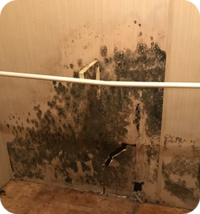 Mold Inspection Jacksonville, FL