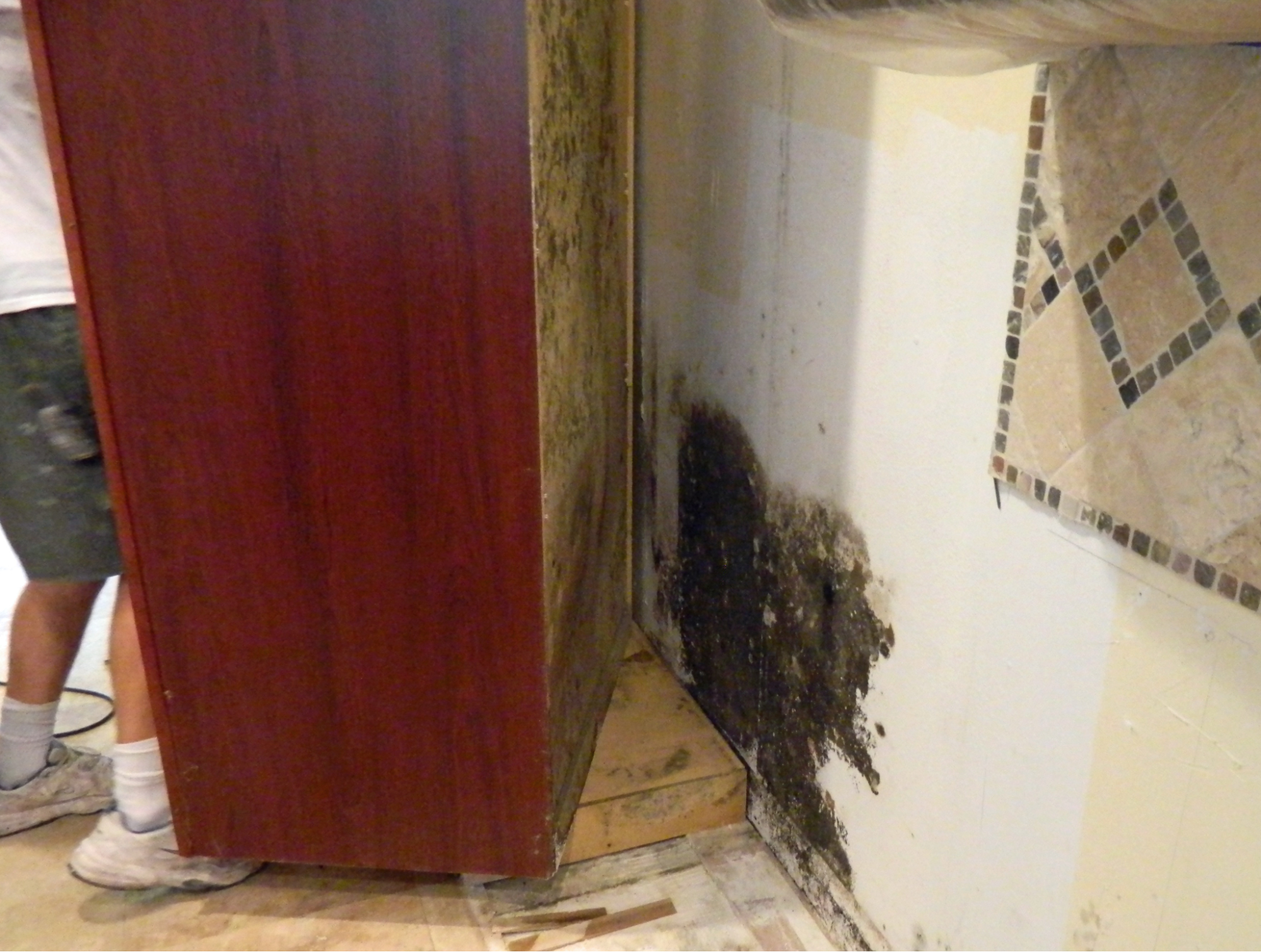 mold in florida rental