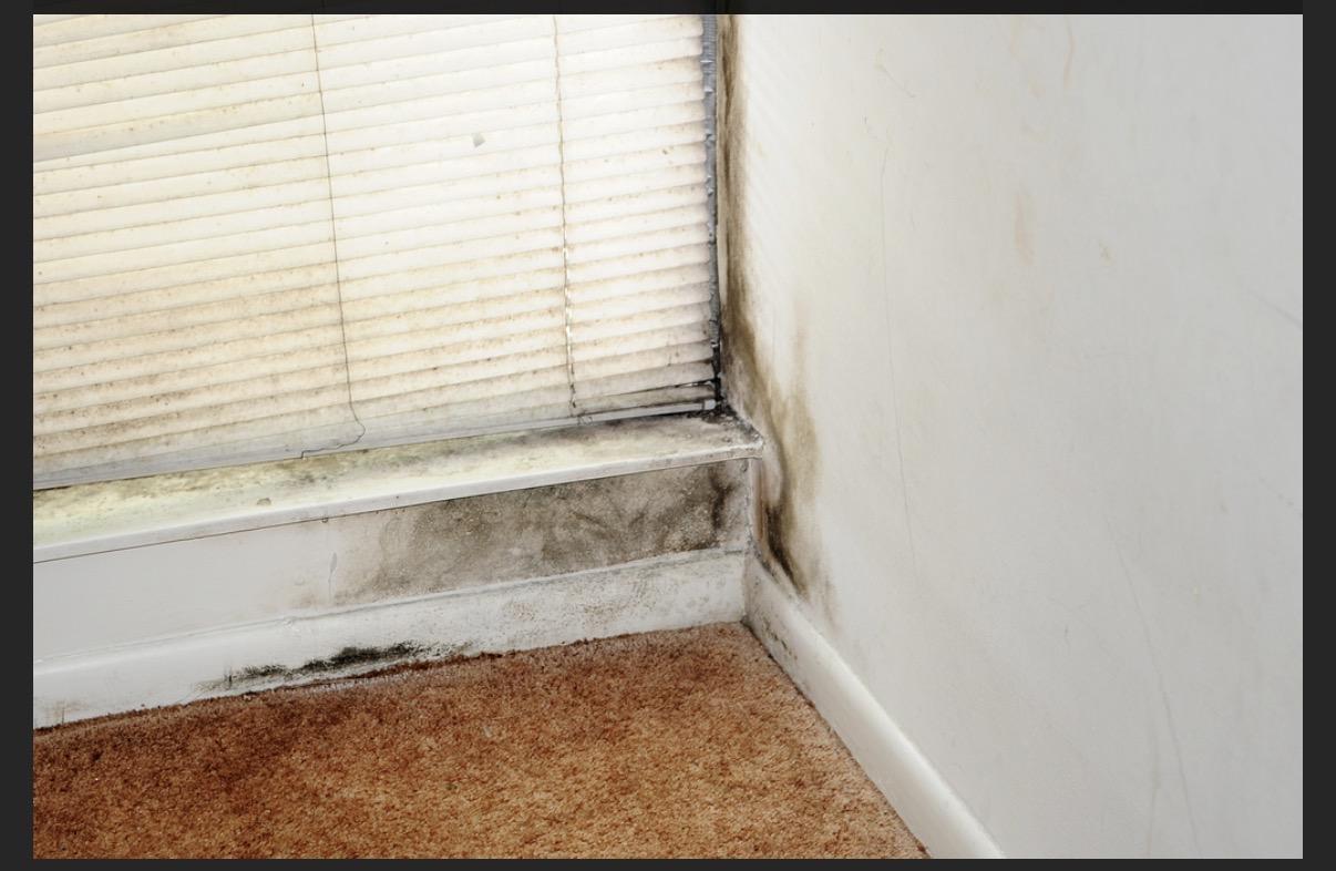 mold in commercial spaces