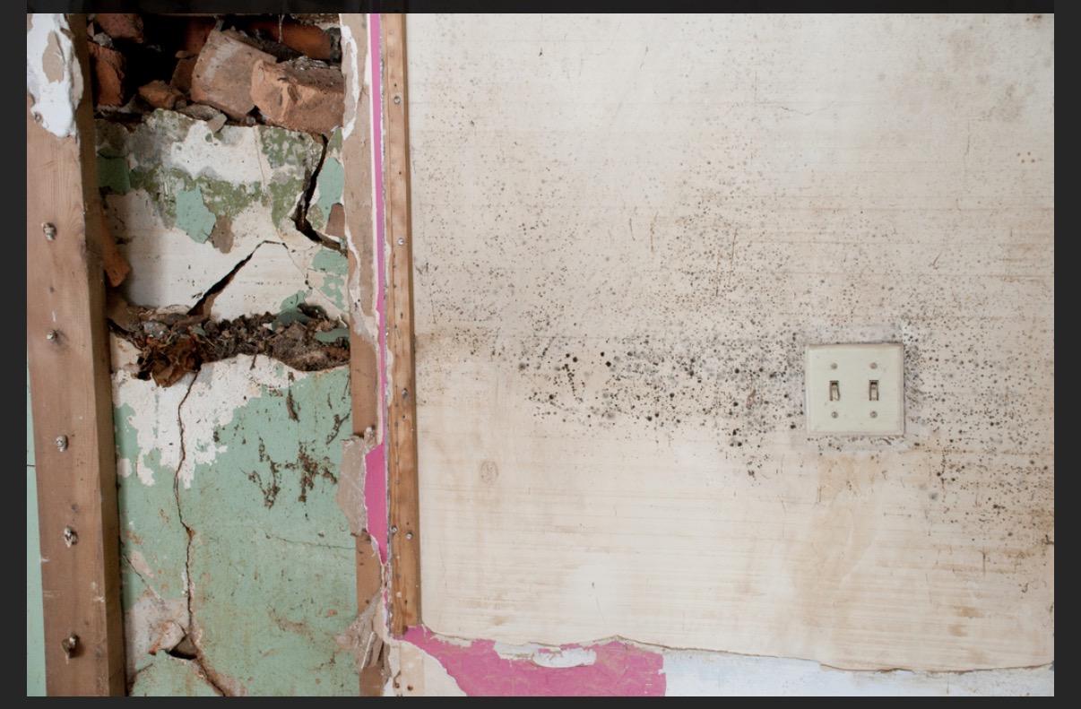 mold in commercial spaces